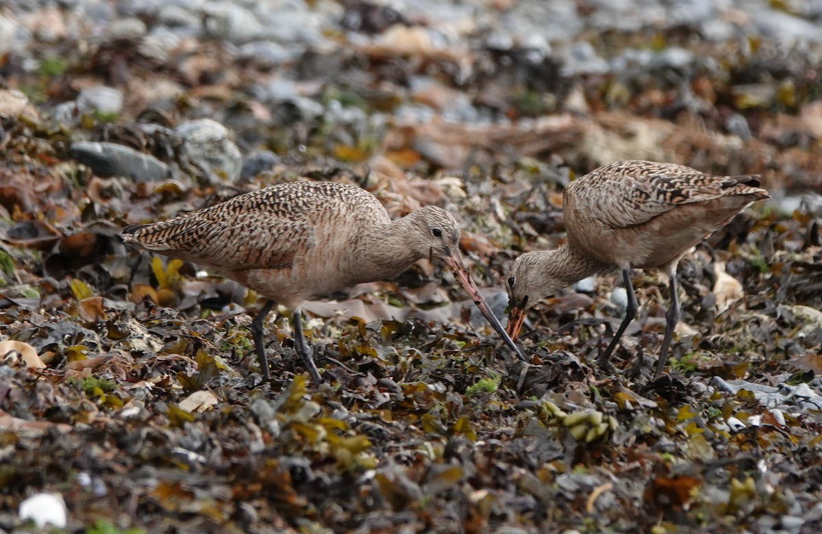 Marbled Godwit - ML636242585