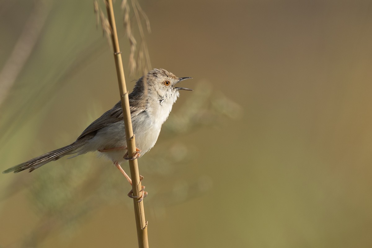 alveprinia - ML636242678