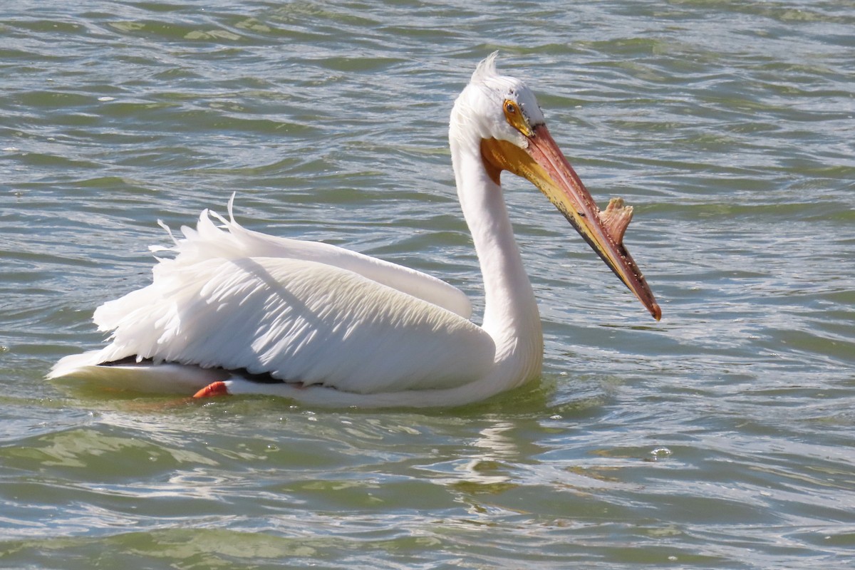 American White Pelican - ML636242679