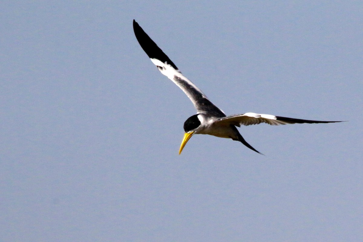 Large-billed Tern - ML63624271