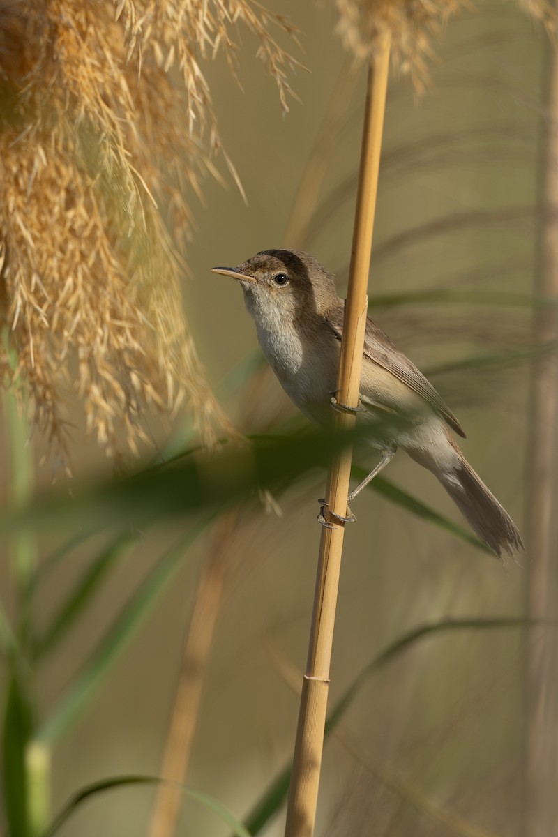 Common Reed Warbler (Common) - ML636242725