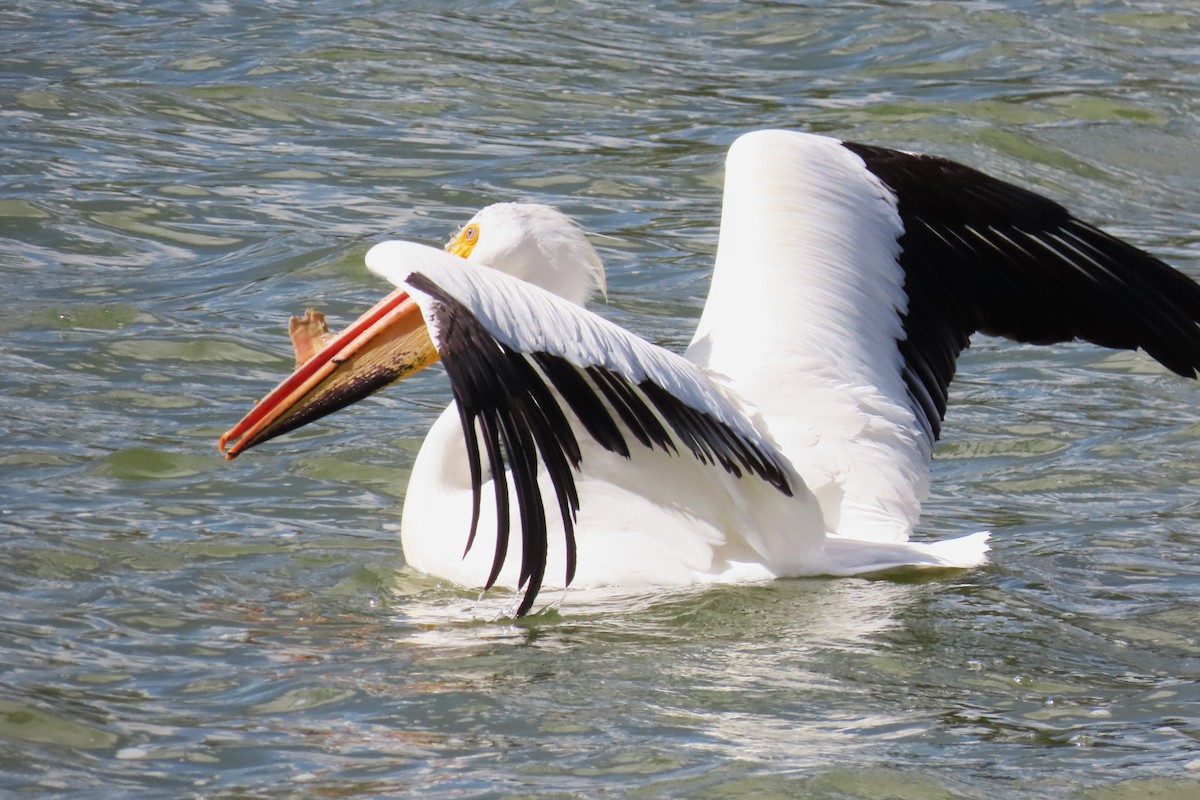 American White Pelican - ML636242729