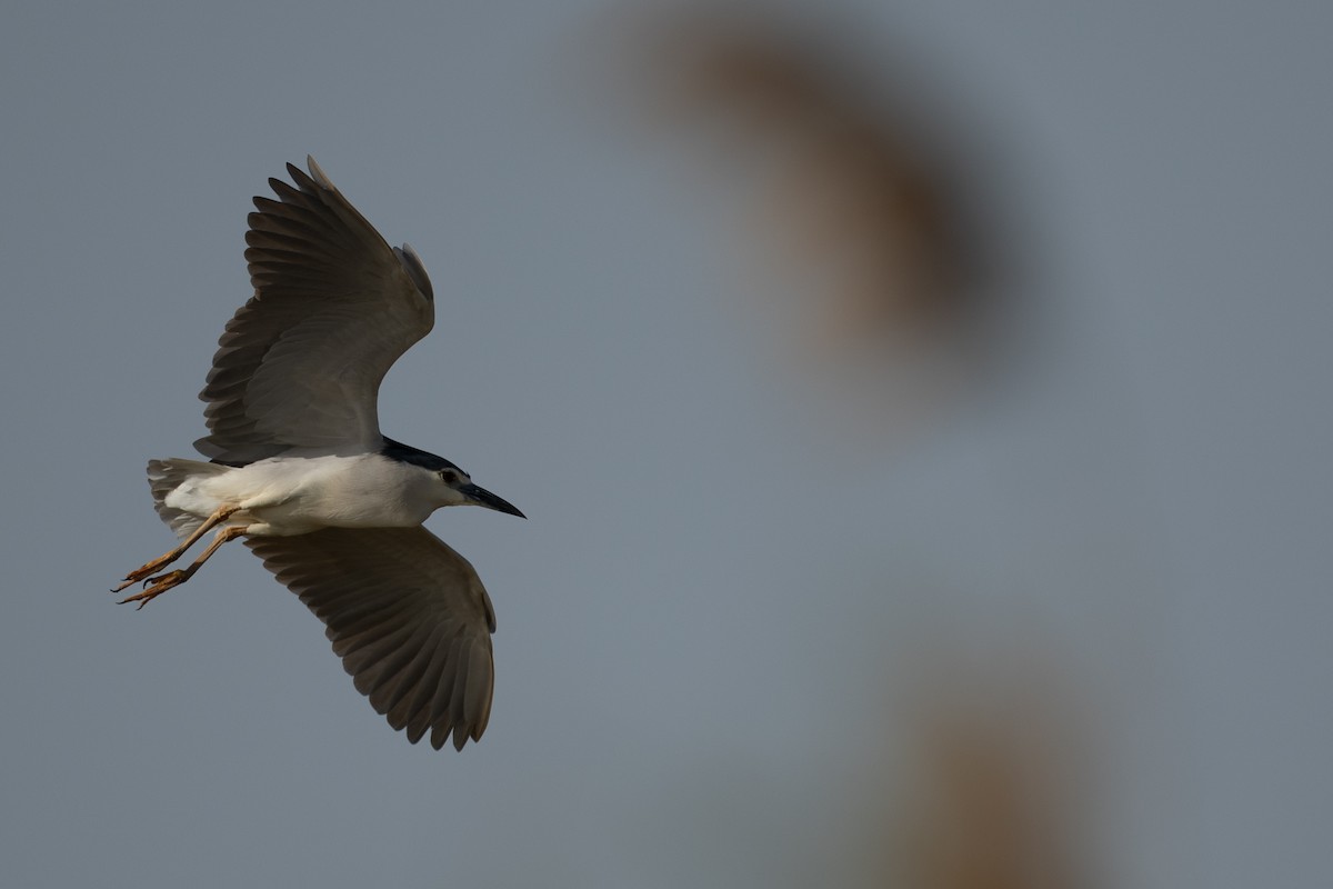 Black-crowned Night Heron - ML636242790