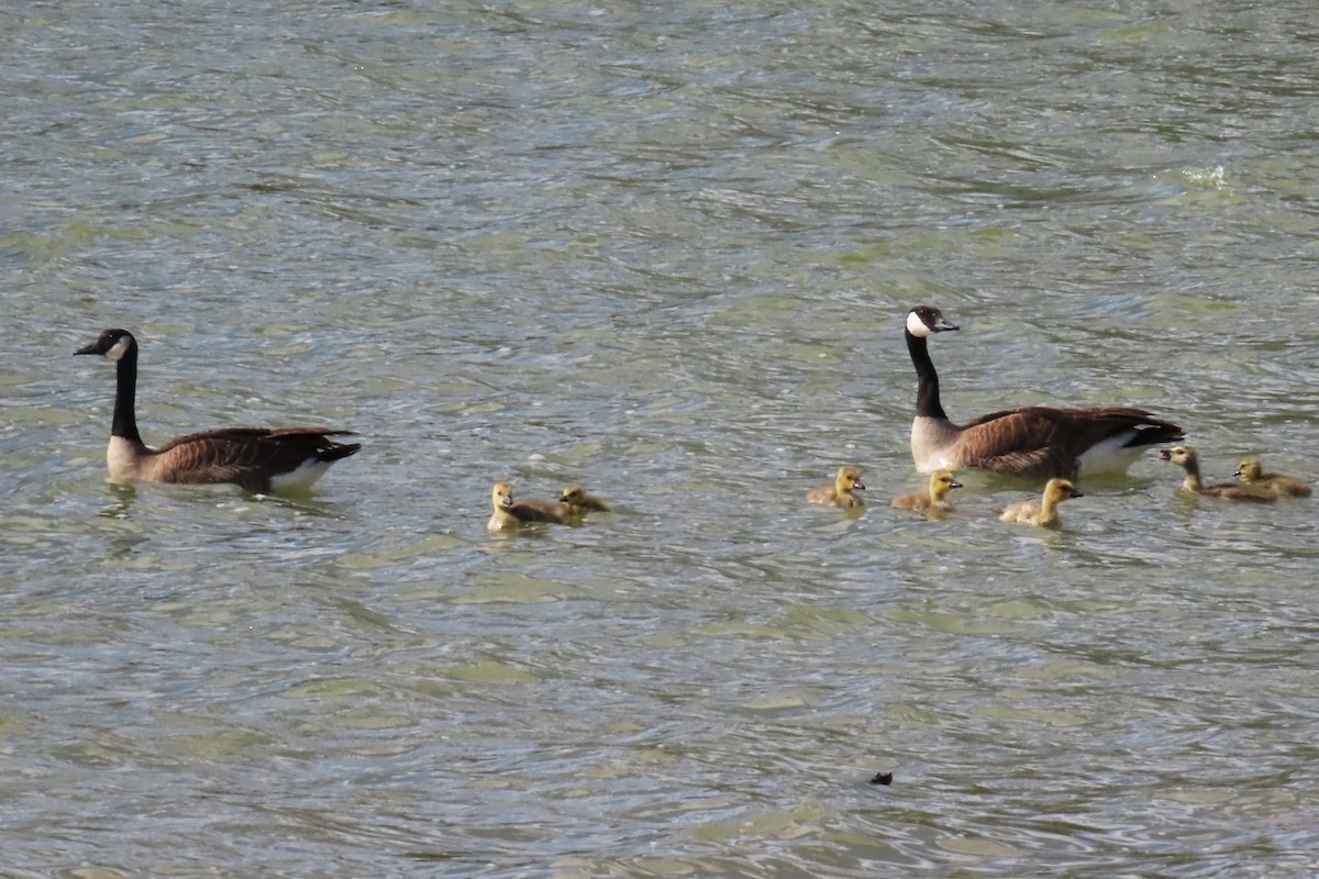 Canada Goose (moffitti/maxima) - ML636242811