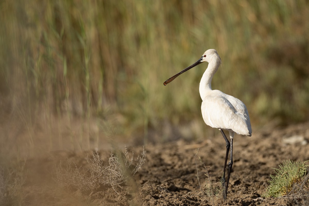 Eurasian Spoonbill - ML636242840
