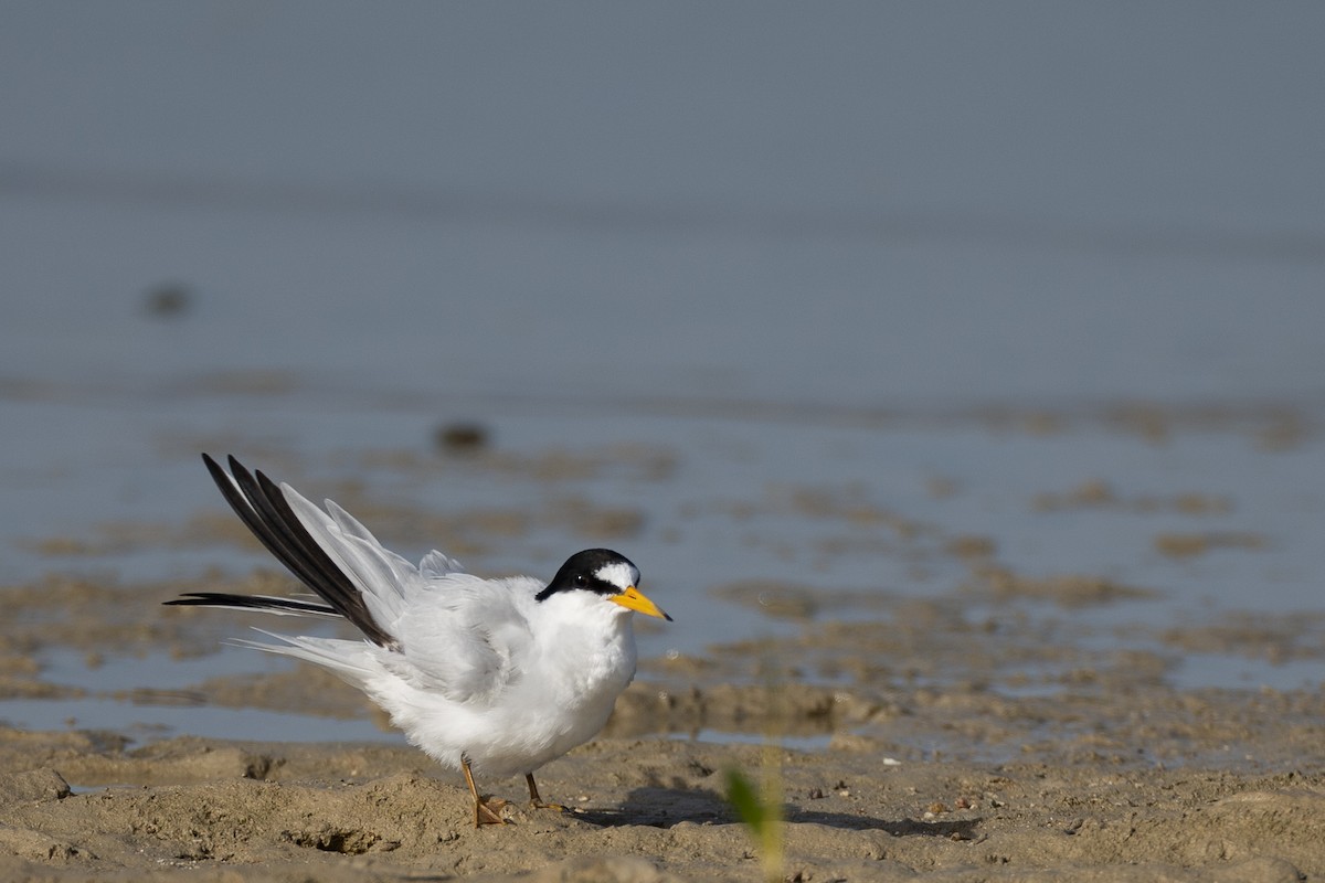 Saunders's Tern - ML636242895