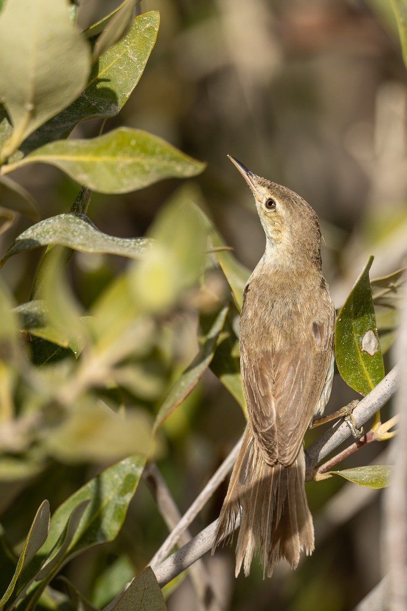 Common Reed Warbler (Mangrove) - ML636242960
