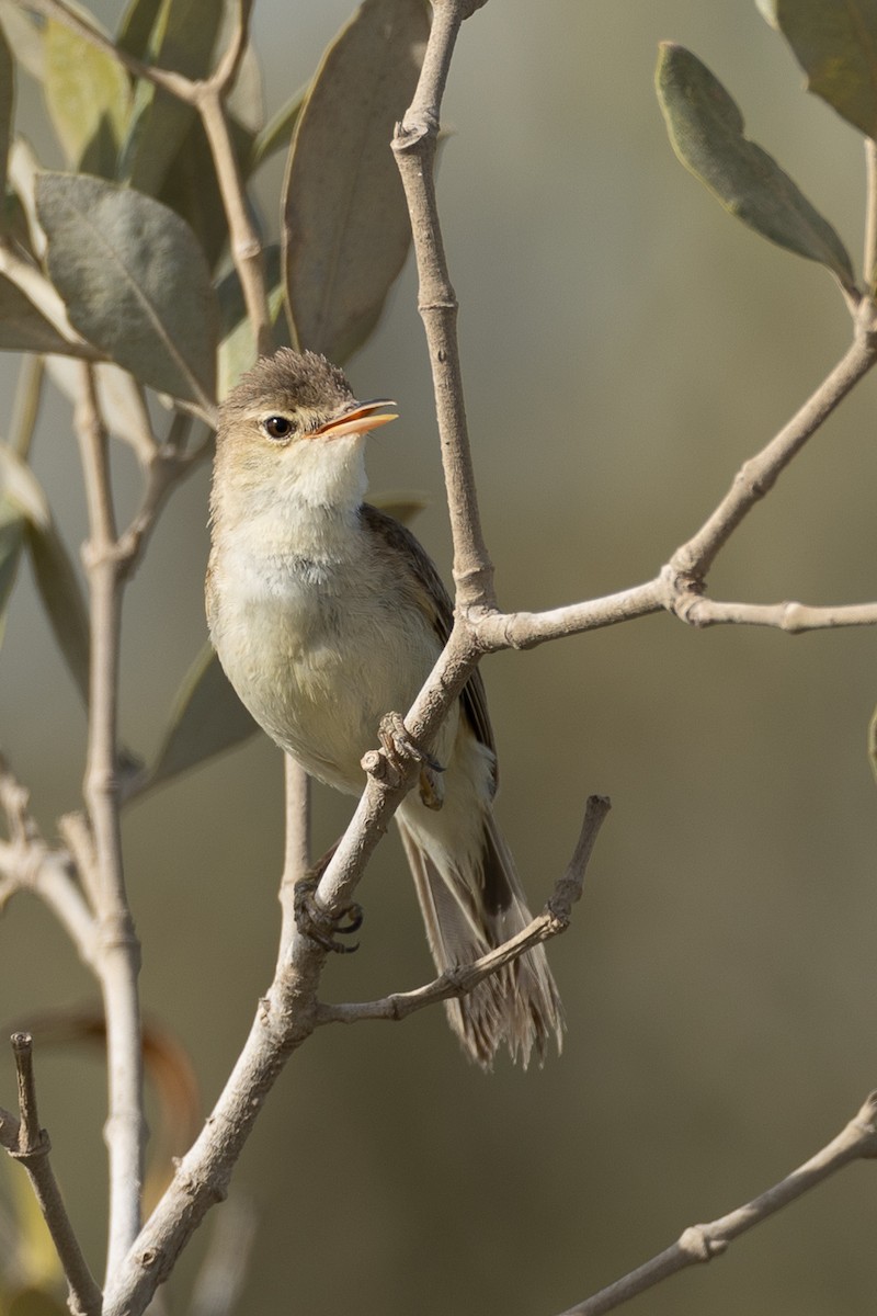 Common Reed Warbler (Mangrove) - ML636243003