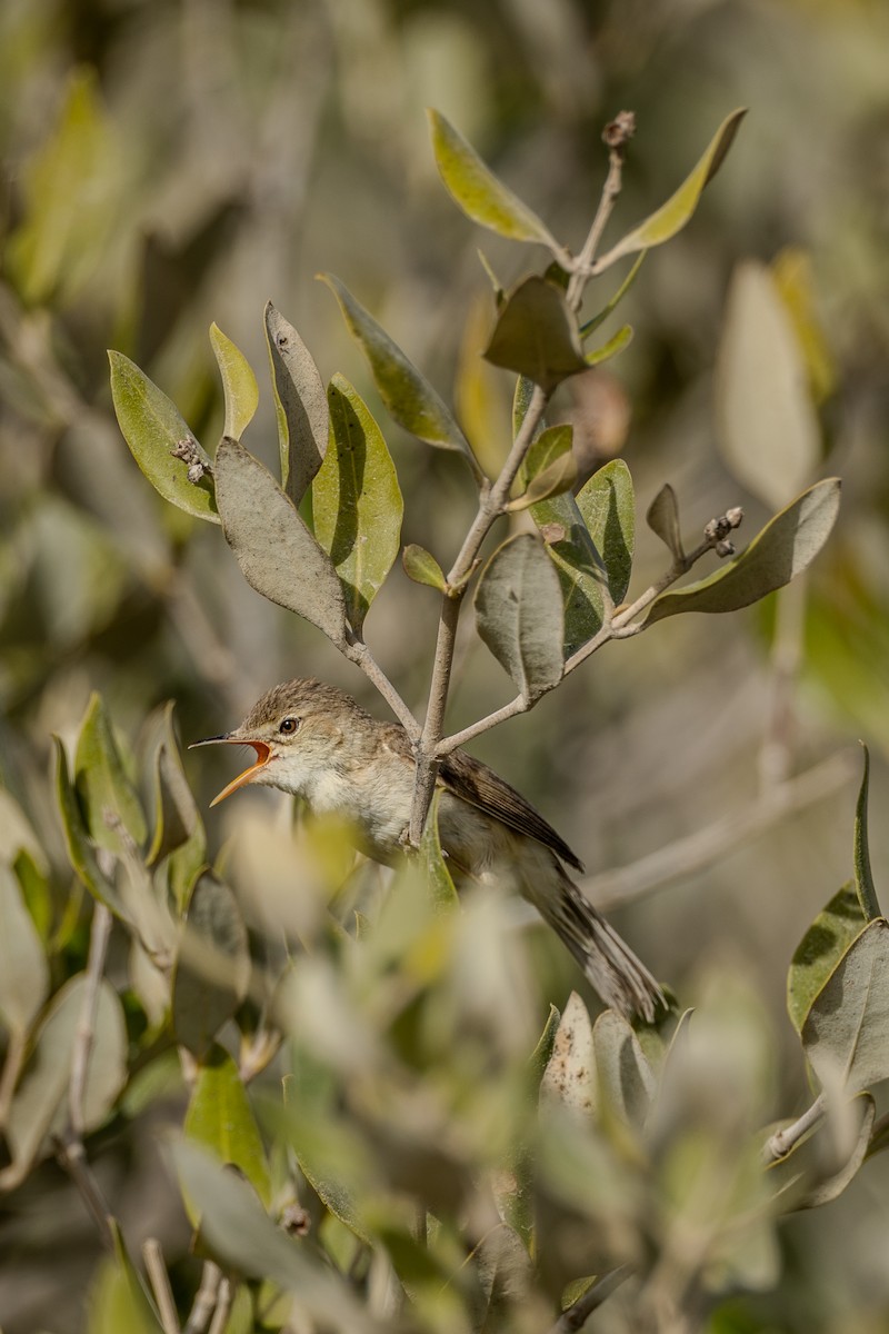 Common Reed Warbler (Mangrove) - ML636243074