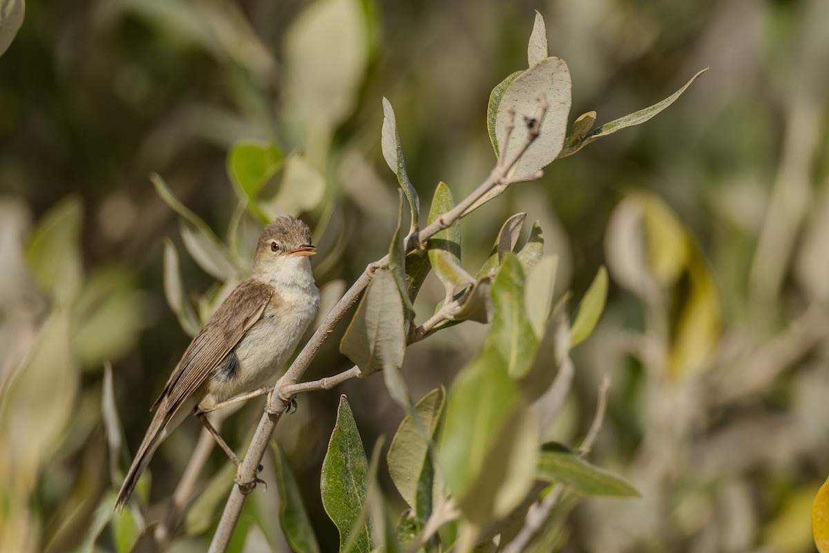 Common Reed Warbler (Mangrove) - ML636243075