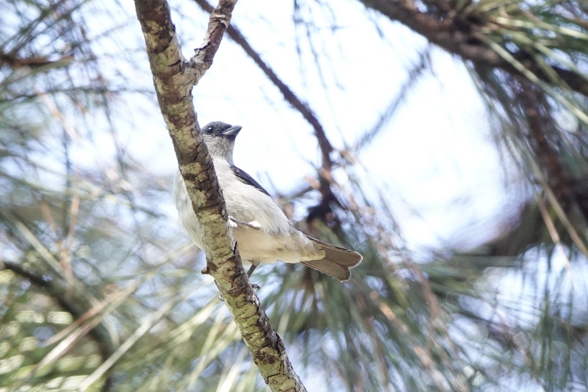 Plain-colored Tanager - ML636243133