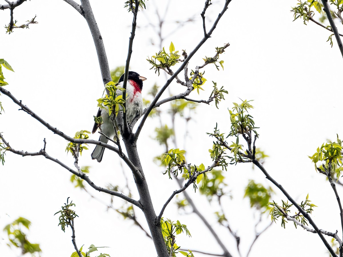 Rose-breasted Grosbeak - ML636243138