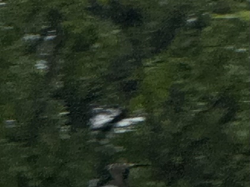 Merlin - ML636243163