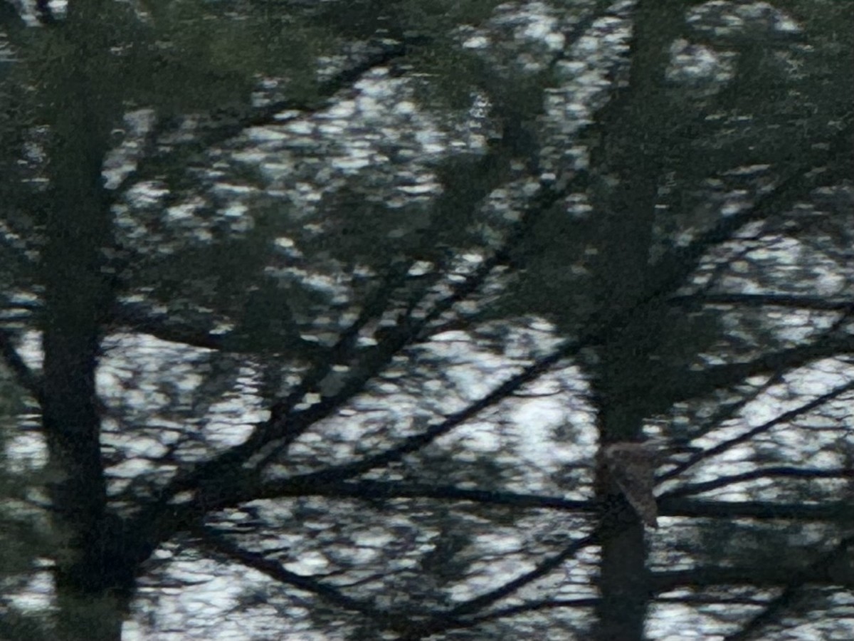 Merlin - ML636243164