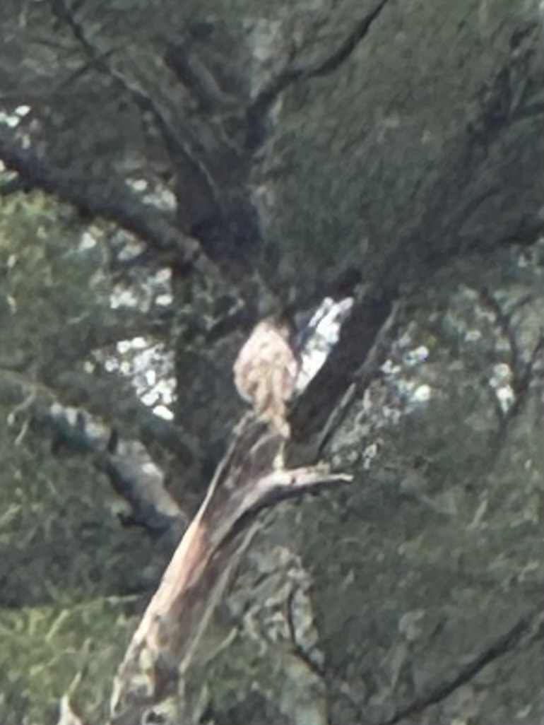 Merlin - ML636243165