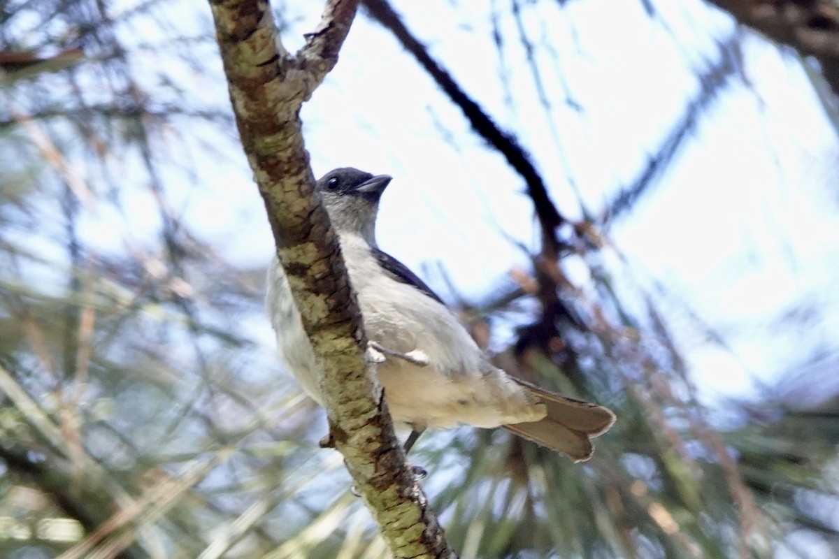 Plain-colored Tanager - ML636243185