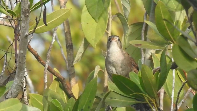 Zapata Wren - ML636243414