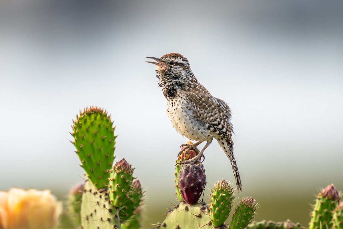 Cactus Wren - ML636243419