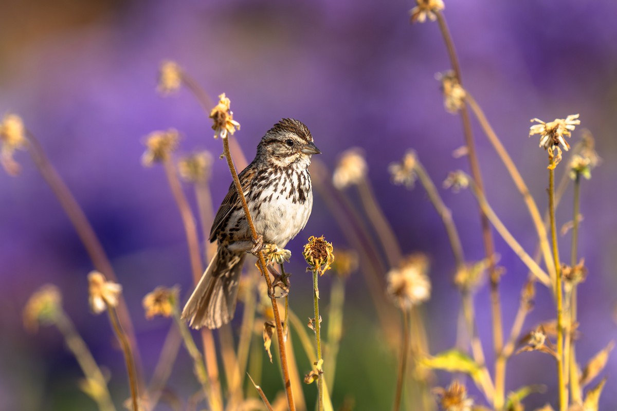 Song Sparrow - ML636243444