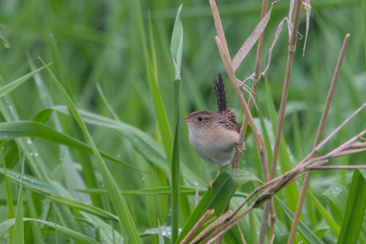 Sedge Wren - ML636243465