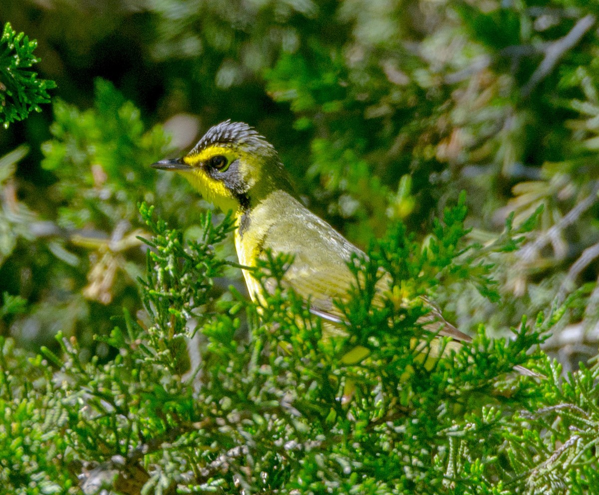 kentuckyparula - ML636243605