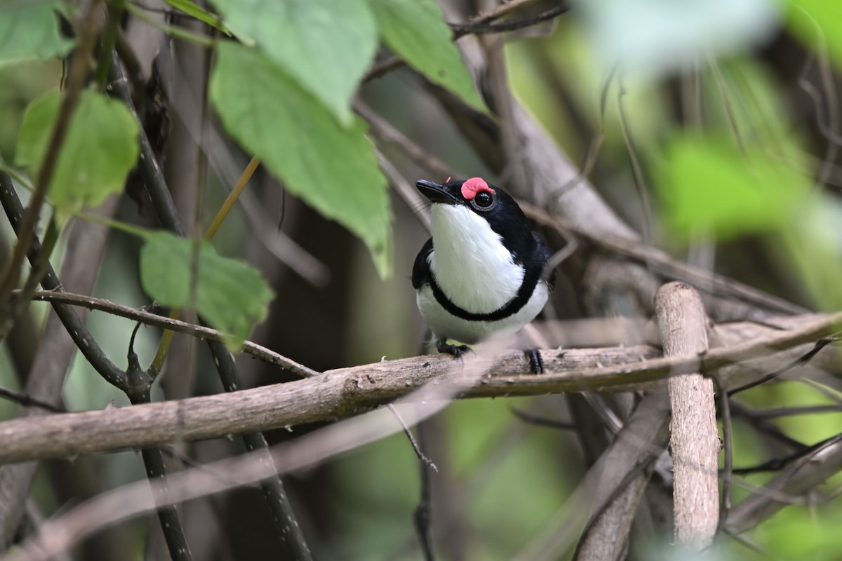 Black-throated Wattle-eye - ML636243637