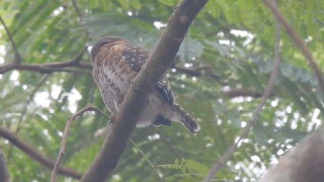 Cuban Pygmy-Owl - ML636243651