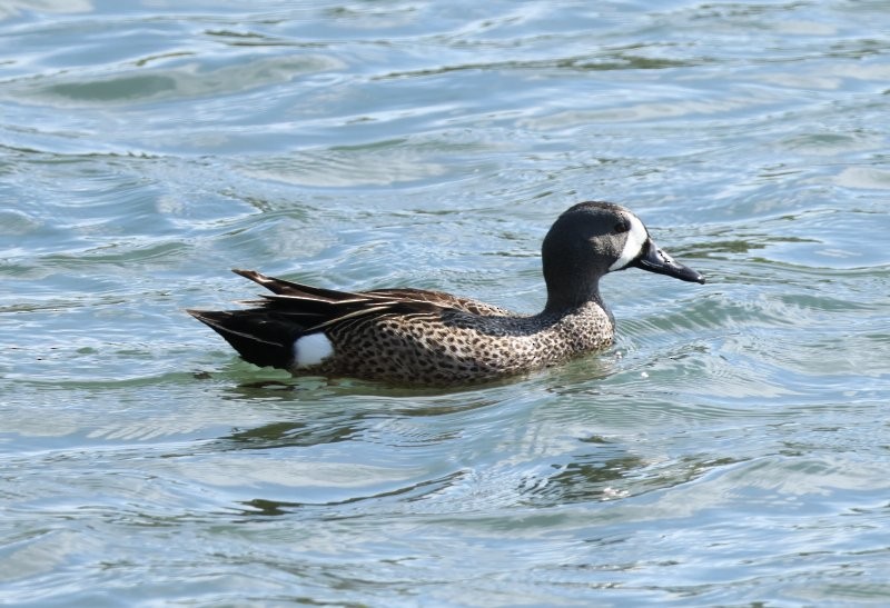 Blue-winged Teal - ML636243683