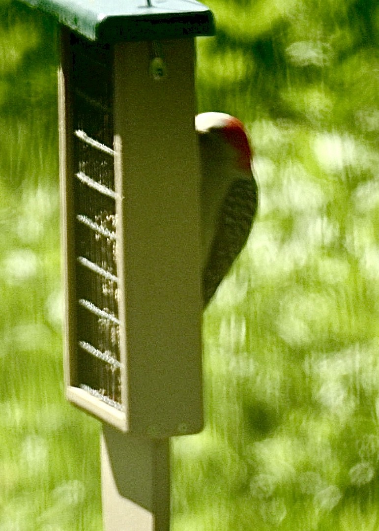 Red-bellied Woodpecker - ML636243694