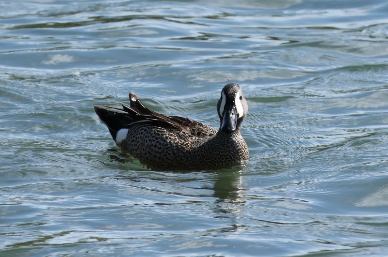Blue-winged Teal - ML636243696
