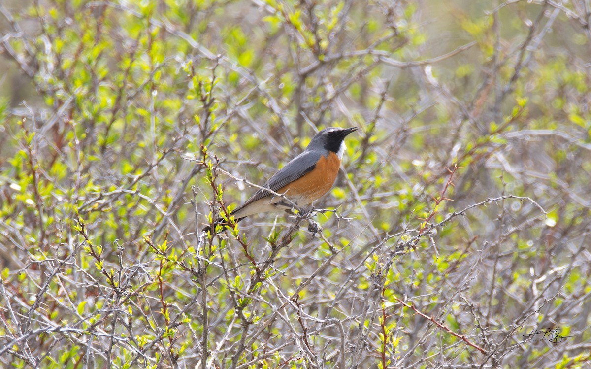 White-throated Robin - ML636243745