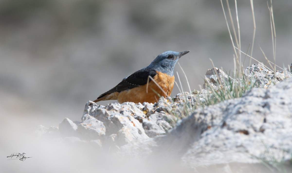 Rufous-tailed Rock-Thrush - ML636243767