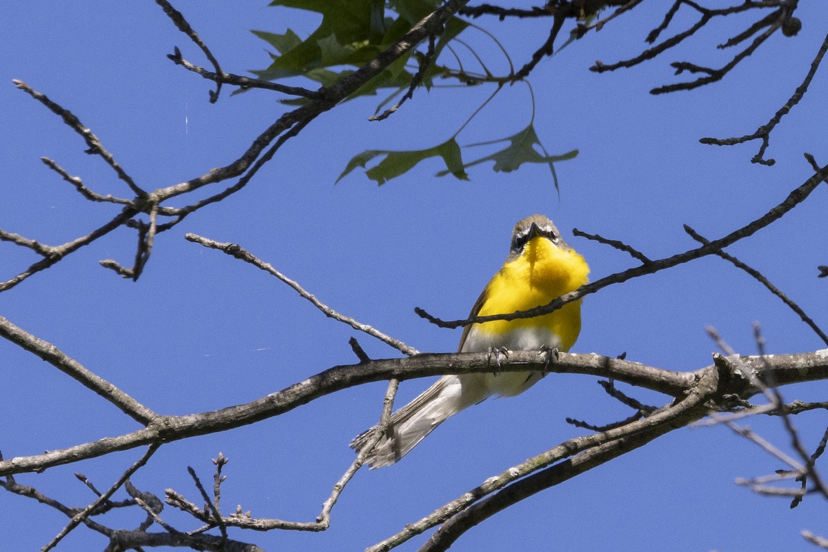 Yellow-breasted Chat - ML636243823