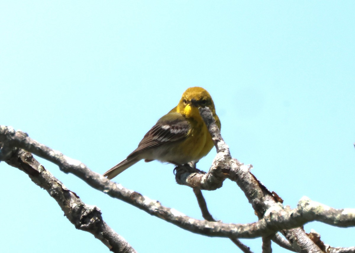 Pine Warbler - ML636243841