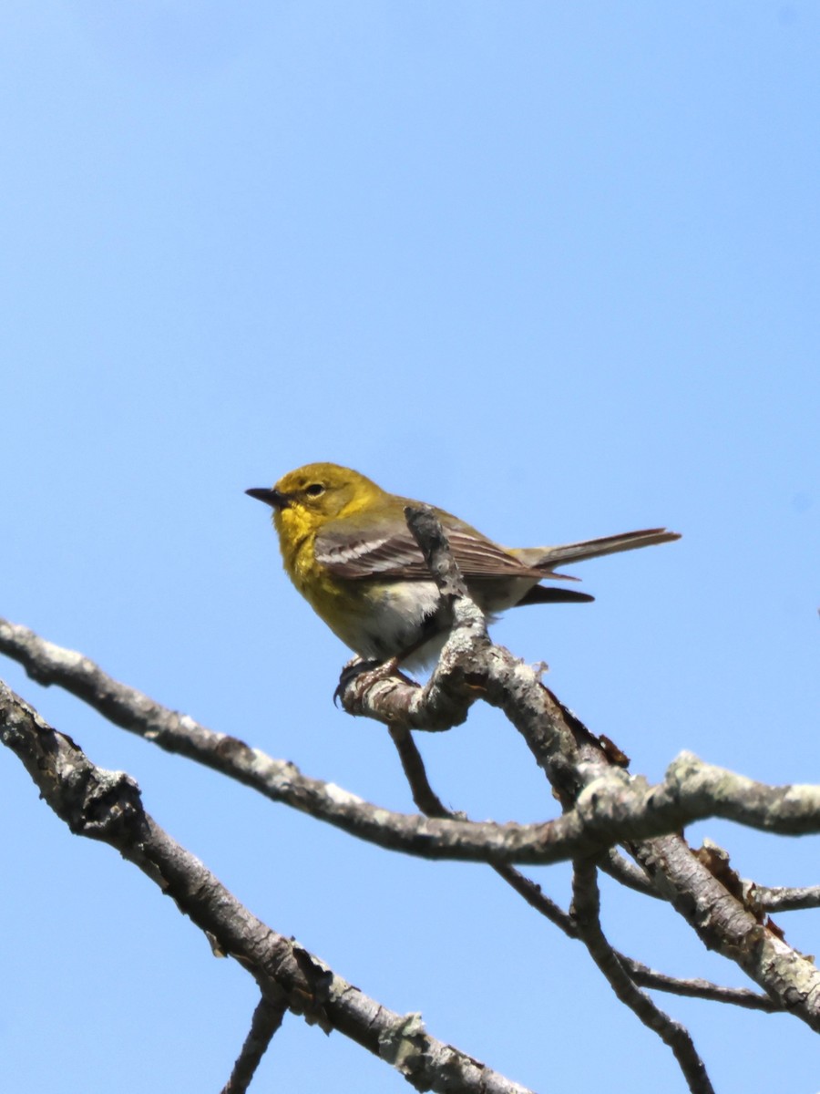 Pine Warbler - ML636243878