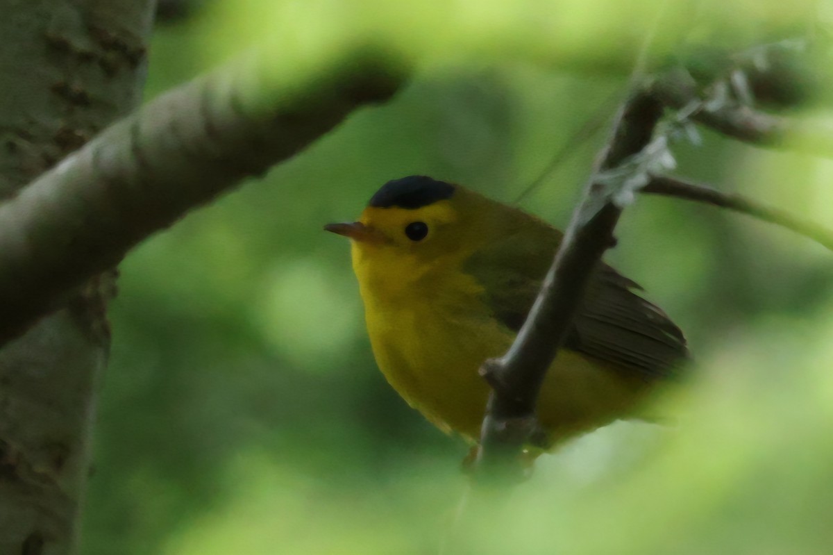 Wilson's Warbler - ML636243948