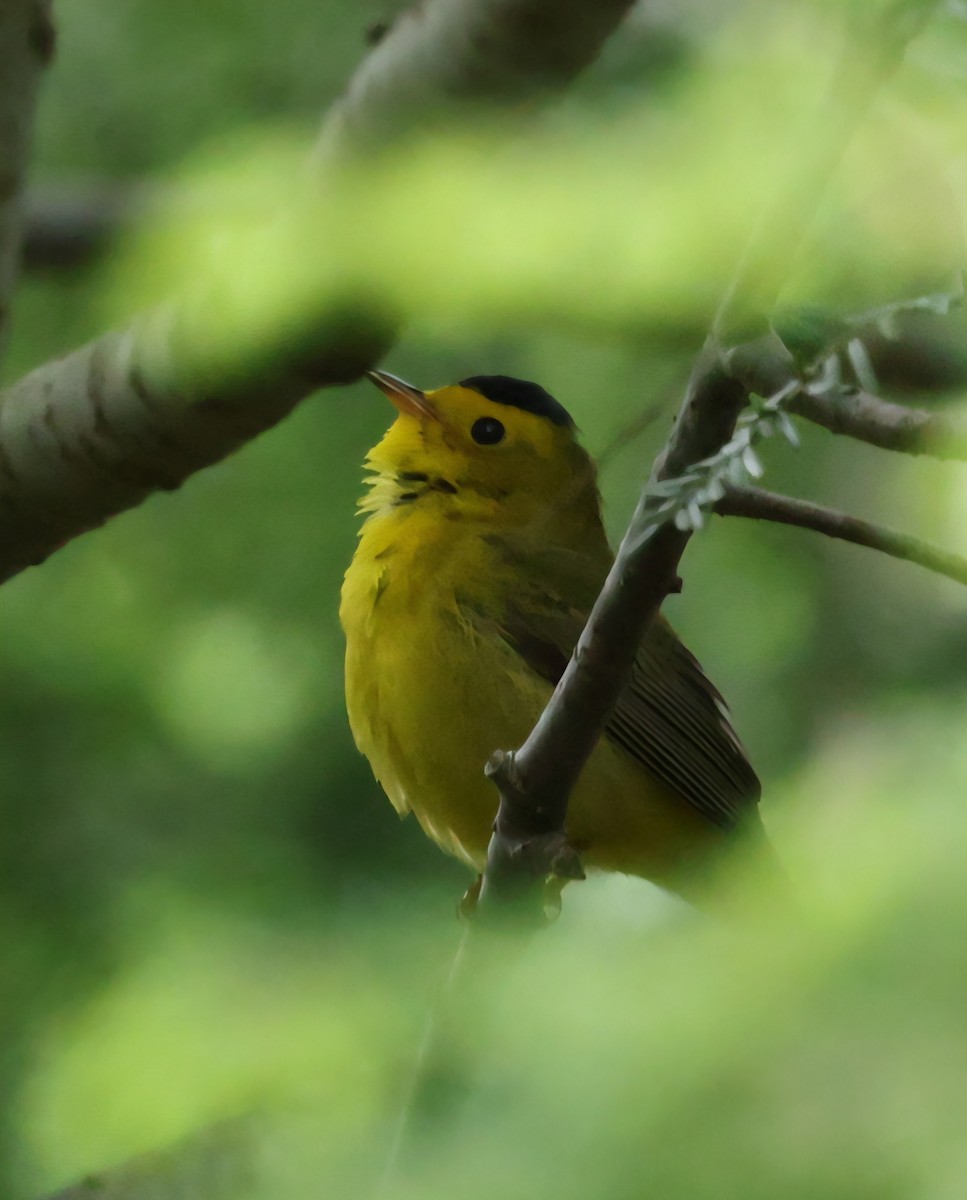 Wilson's Warbler - ML636243949