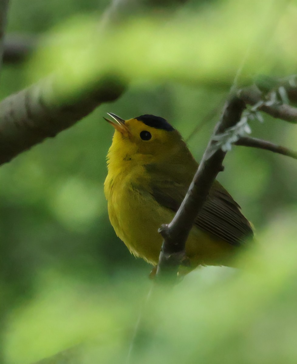 Wilson's Warbler - ML636243950