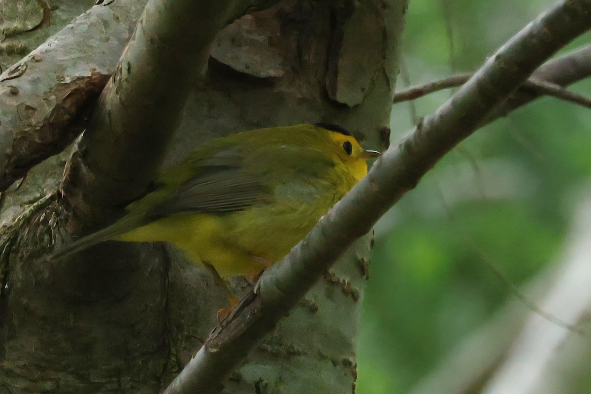 Wilson's Warbler - ML636243951