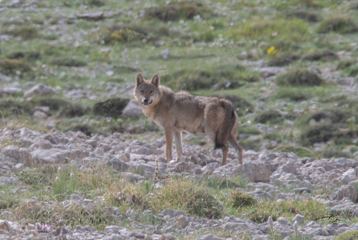 Animals - ML636244011