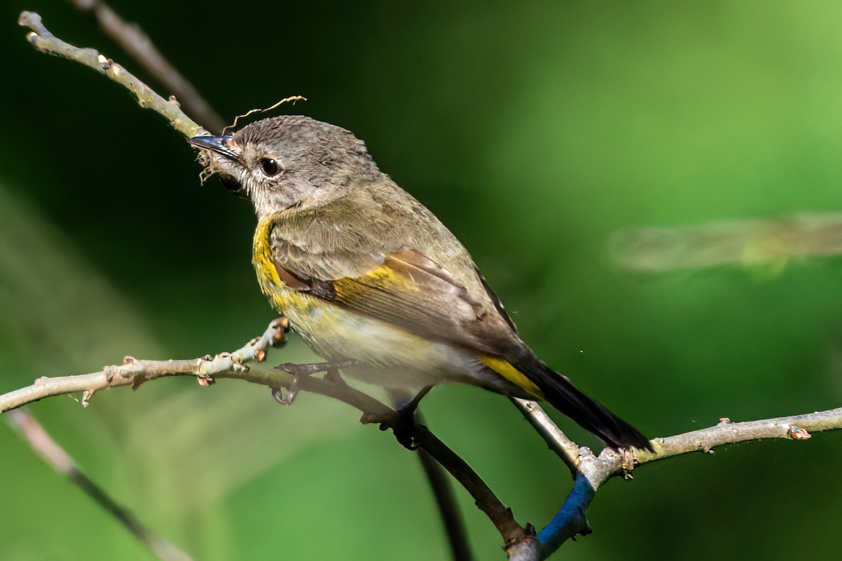 American Redstart - Kurt Gaskill