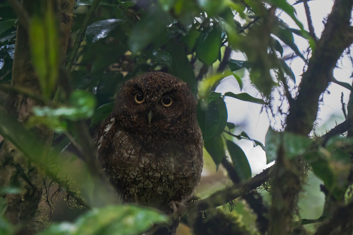 Bare-shanked Screech-Owl - ML636244096