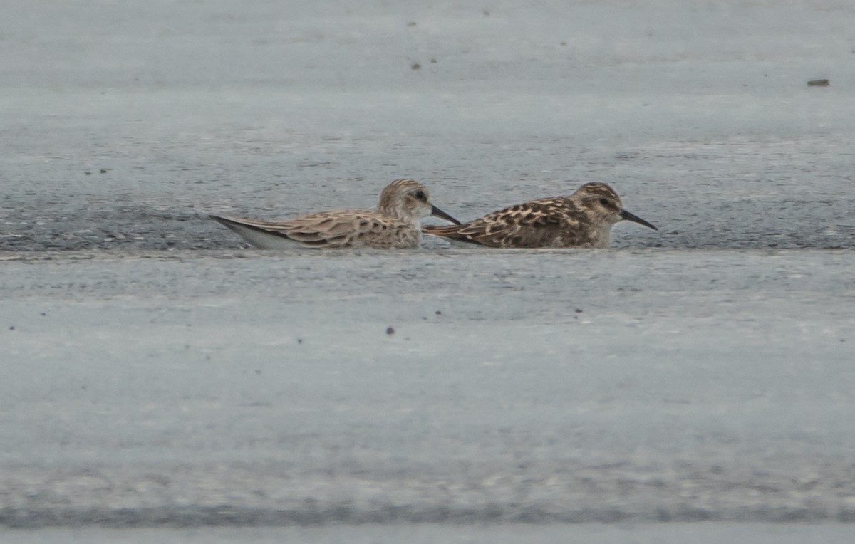 Least Sandpiper - ML636244097