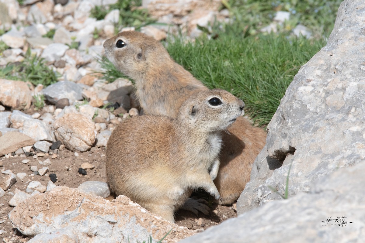 Animals - ML636244106