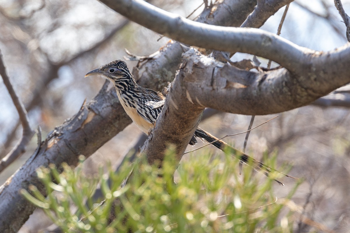 Lesser Roadrunner - ML636244141