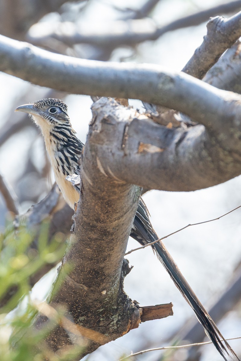 Lesser Roadrunner - ML636244142
