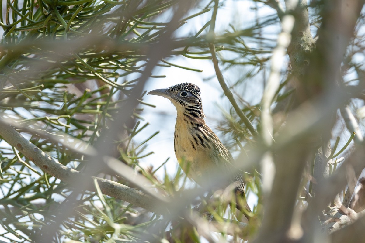 Lesser Roadrunner - ML636244144