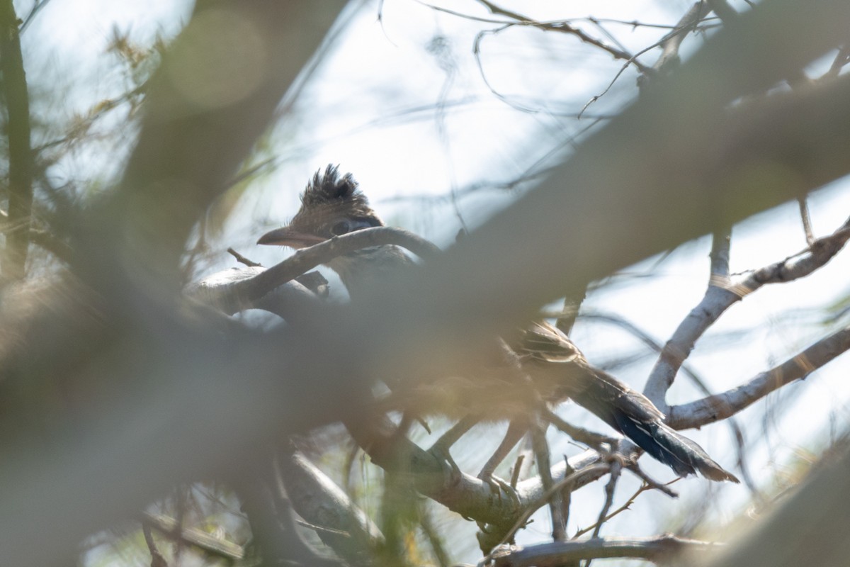 Lesser Roadrunner - ML636244145