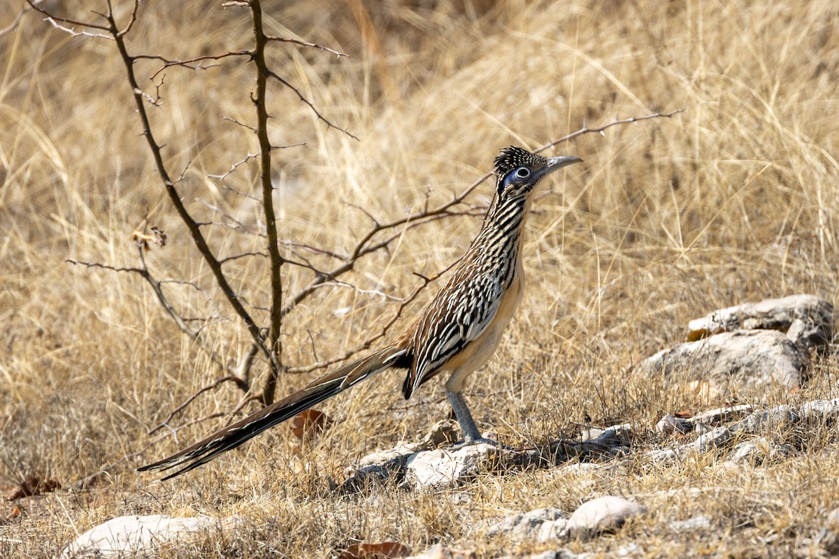Lesser Roadrunner - ML636244146