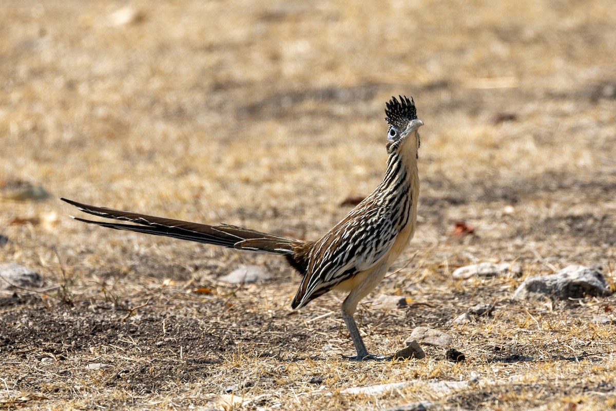 Lesser Roadrunner - ML636244147